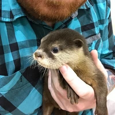 TAMED ASIAN SMALL CLAWED OTTERS PUPS