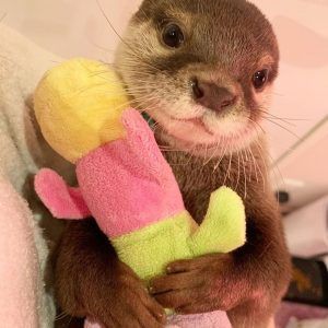 Otter for sale