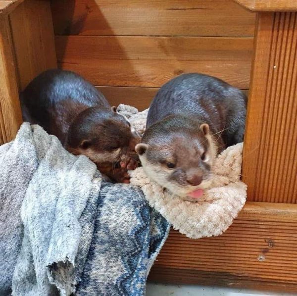 ASIAN SMALL CLAWED OTTER