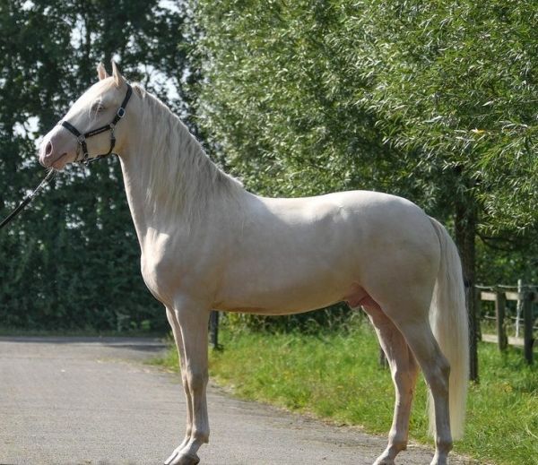 Palomino Stallion ( Jack )