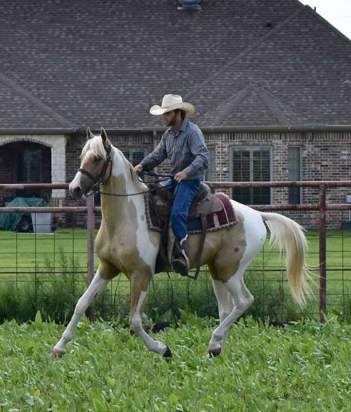 Legacy Rolex Gold Palomino Pinto Gentle