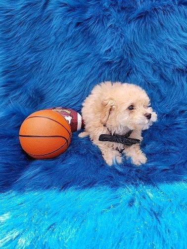 Adorable Toy Poodle Puppy