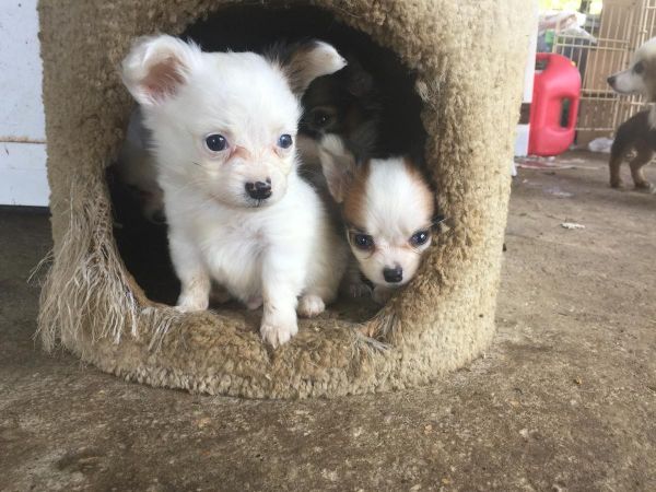 friendly Papillon Puppies