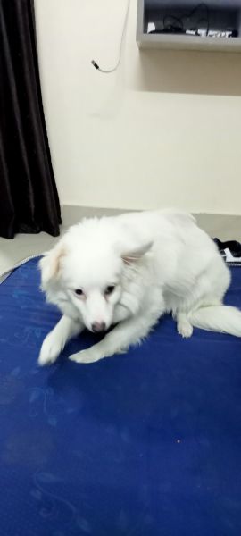 9 months pumallion sell