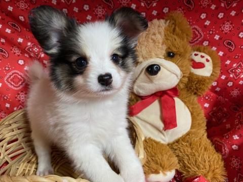 Papillon female puppy