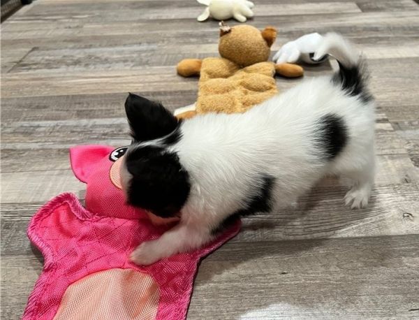 Papillon puppies for sale