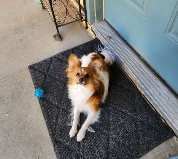 10 month old Papillion female