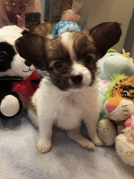 Papillon female teacup sized tricolor