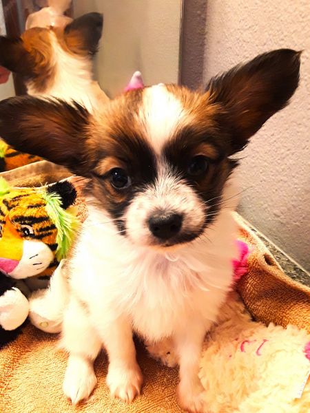 Papillon puppy teacup sized tricolor female