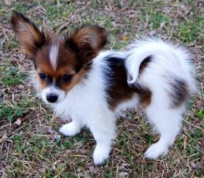 Papillon puppies for sale