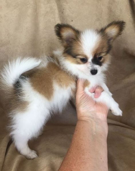 Lovely Papillon puppies For Sale. Text (***) ***-***2