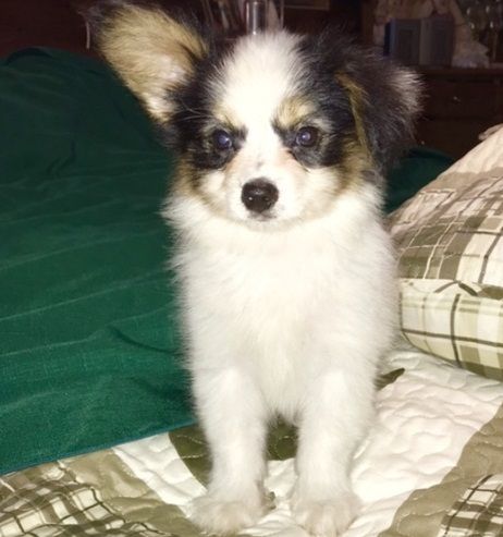 Beautiful AKC Ttri Papillon Puppies