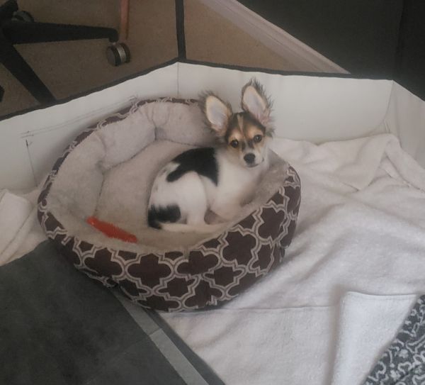 Male Adorable Papillon Puppy