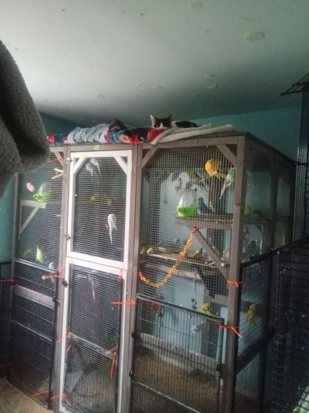 Flock of parakeets