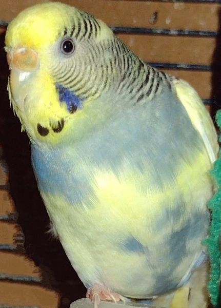 Parakeets and alot of cages