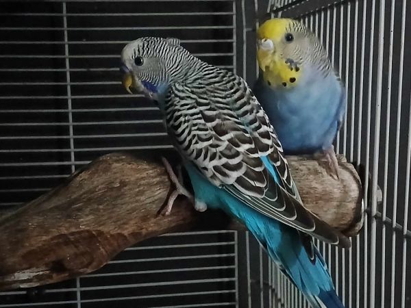 hand tamed parakeets