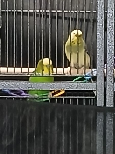 6 parakeets and large cage for sale