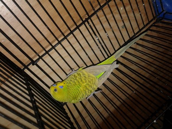 parakeet for sell