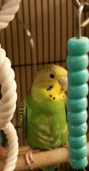 For sale fallow parakeets and regular parakeets.