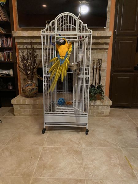 Blue and Gold McCaw with cages and accessories