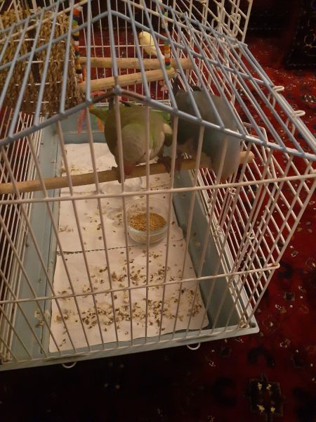 Two beautiful Parrots