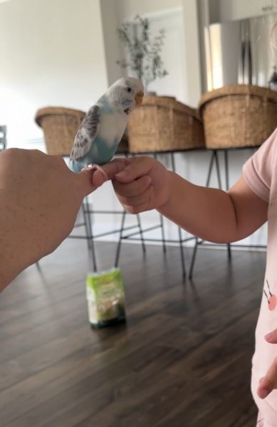 Parrot named Cracker