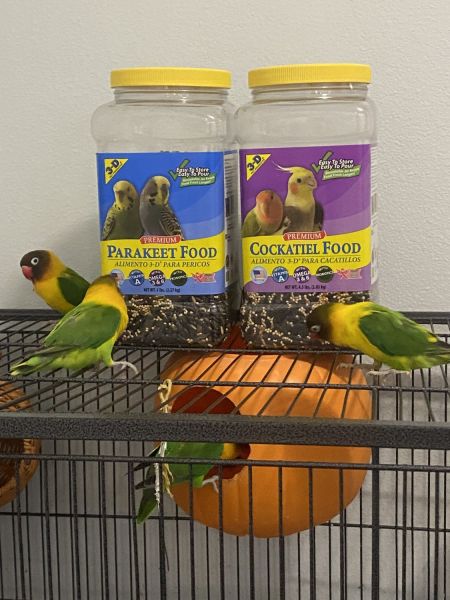 “Budgies for Sale – Healthy and Beautiful” 🐦