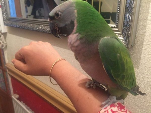 parrots for sale