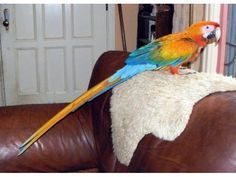 Hyacinths Macaws Capri Macaws Harlequin Macaws Camelot macaws