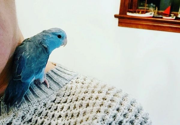 Fluffy blue parolett for sale