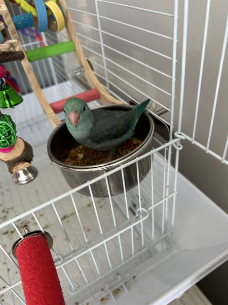 Turquoise Parrotlet