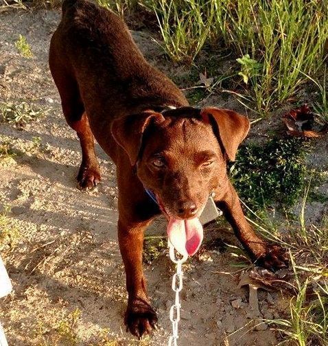 Patterdale terrier pups