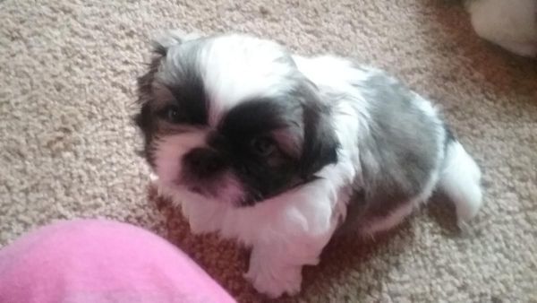 charming Pekingese Puppies