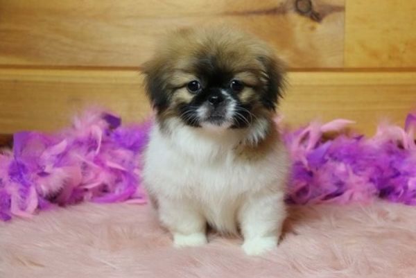 Pekingese puppies. Text or WhatsApp at.... +1(5***) ***4-36***