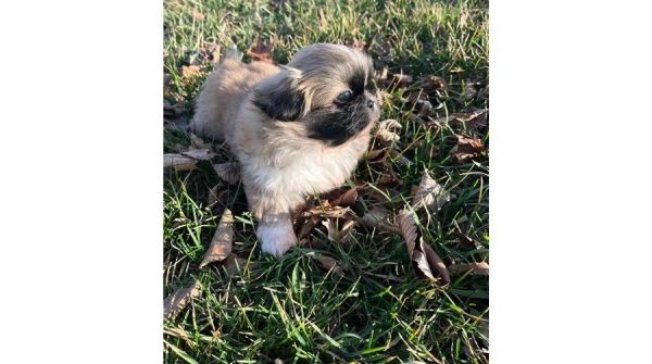 Adorable Pekingese puppies.