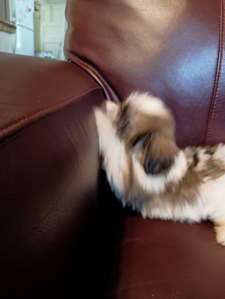 Pektzu puppies available