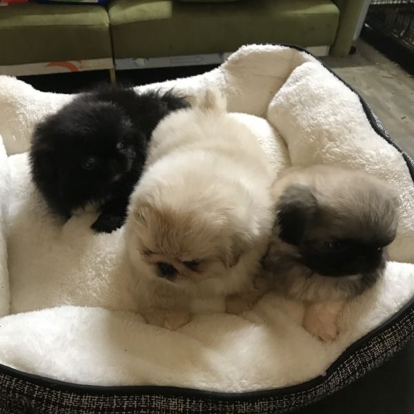 Lovely Pekingese puppies 8 weeks to 5 month old