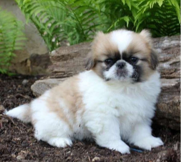 AKC Pekingese puppies for sale text us on ***