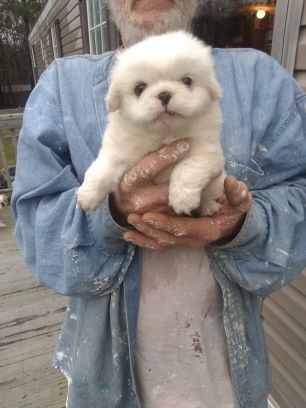 pekingese puppies