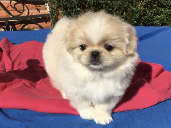 Katy White Pekingese Female Puppy