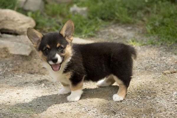 lovable Welsh Corgi pups ready