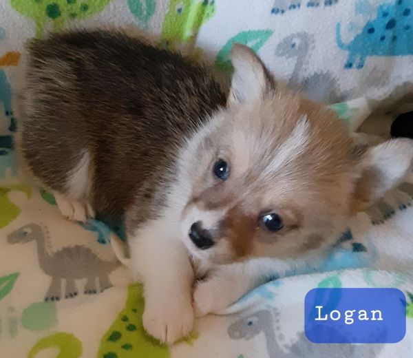 Pembroke Welsh Corgi puppies