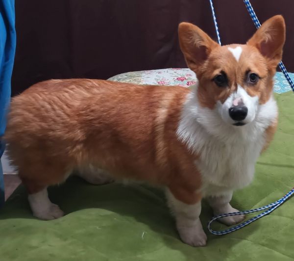 Red female AKC Pembroke Welsh Corgi