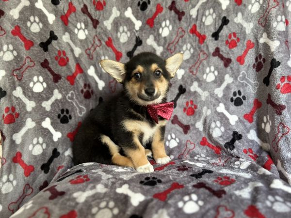 Henry-male Corgi