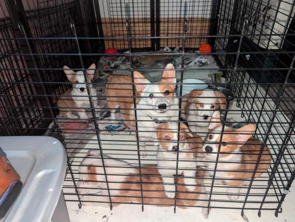 Pembroke Welsh Corgi\'s puppies, ***