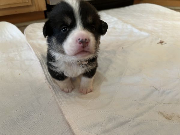 AKC Pembroke Welsh Corgi