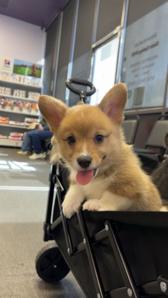Corgi Puppy