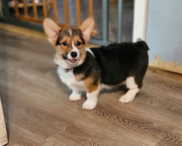 Corgi puppy