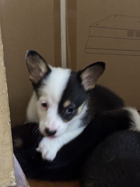 9 Week Old Beautiful Corgi’s