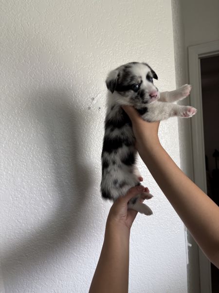 Corgi/ mini Aussie puppies